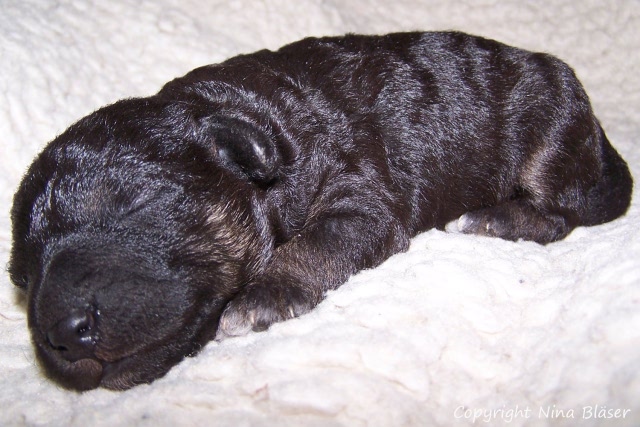 Arc-en-ciel Arlequin 20.01 (13).JPG